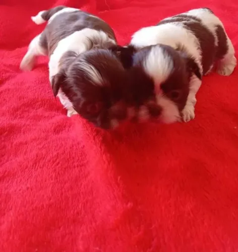 Shihtzu