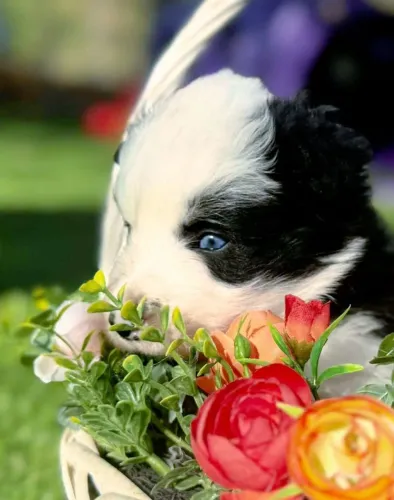 Filhotes de Border Collie | Companheiros pra qualquer momento!