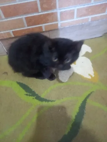 Gatos para Adoção