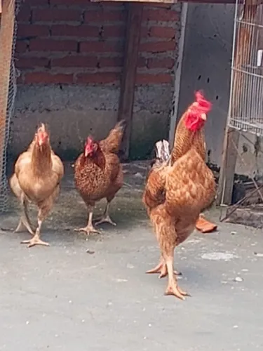 Galo e galinhas