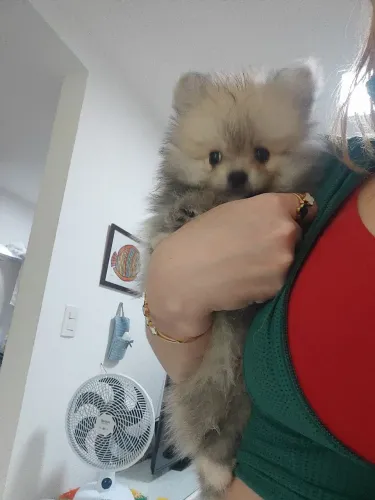 Spitz Alemão Anão (LuludaPomerânia)