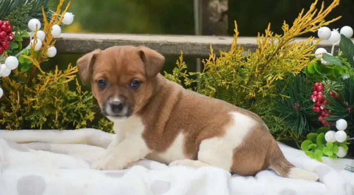 Filhotes de Jack Russell macho e fêmea disponíveis