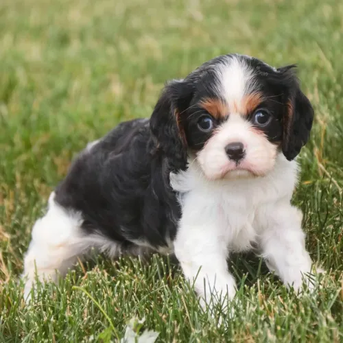 Cavalier King Charles Spaniel- Um filhote especial para uma família especial