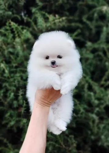 Lulu Da Pomerânia Hortolândia 