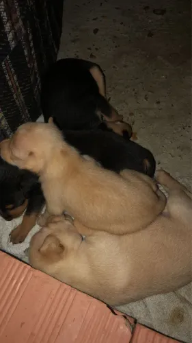 Pinscher 