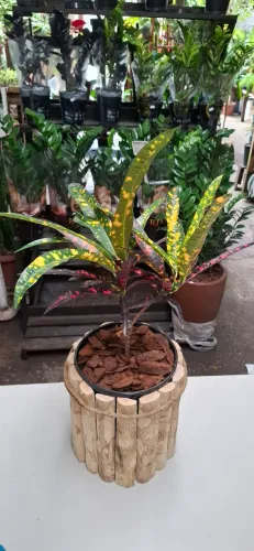 Croton Eleanor Roosevelt