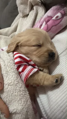 Golden Retriever Premium Disponível para Reserva