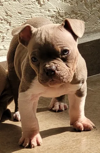 Cachorro 
