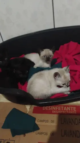 Lindos gatinhos