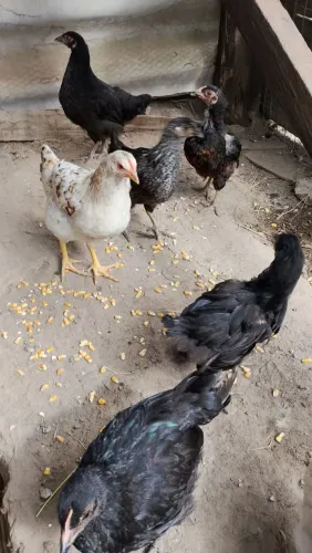 Frangas