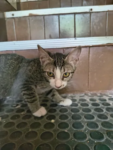 Adoção responsável - gatinha