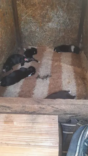 Cachorros para doação