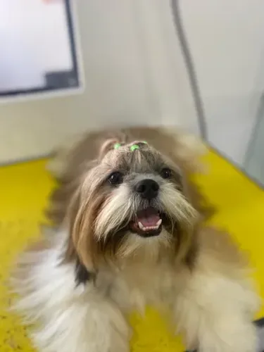 Banho e tosa Buscamos e deixamos seu pet ou atendimento a domicílio