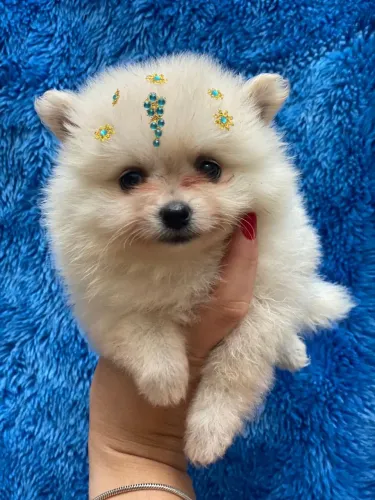 Spitz Alemão - Fofura em Dobro!