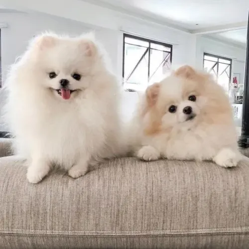 Lulu da Pomerânia, lindos filhotes!!!