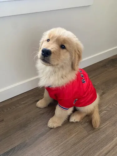 Golden Retriever - um verdadeiro membro da família.