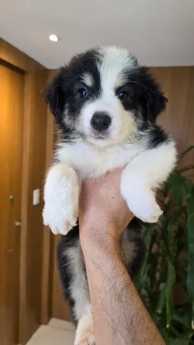 Border Collie