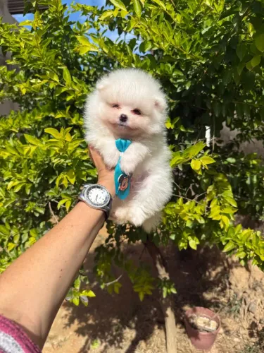 Lulu da pomerania