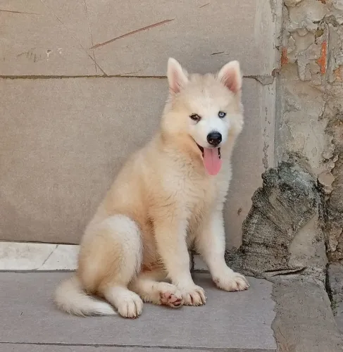 Casal de Husky Siberiano