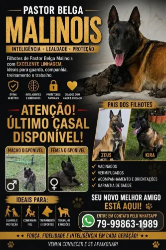 Filhotes de pastor Belga Malinois 