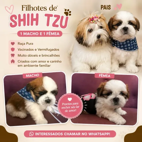 Filho Shih tzu Fêmea