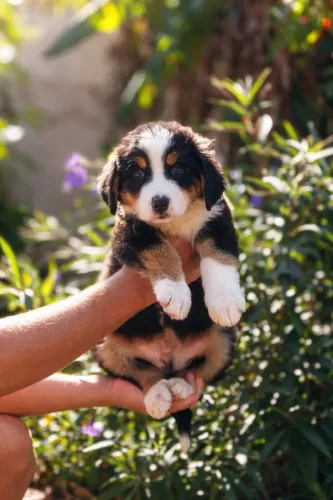 BERNESE MOUNTAIN DOG