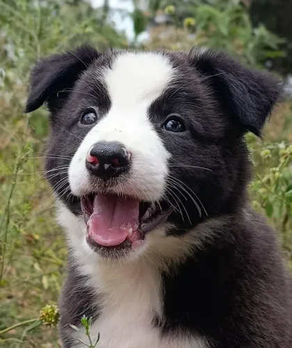 Border Collie
