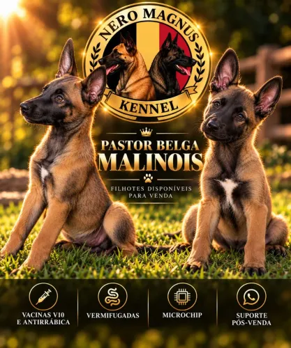 Filhotes de Pastor Belga Malinois com Pedigree CBKC