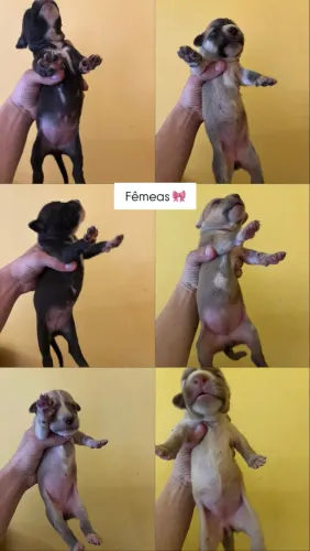 Adoção