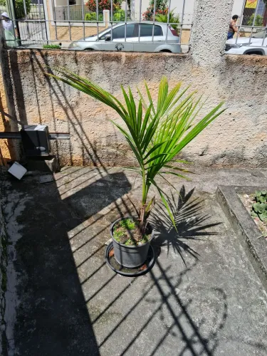 Muda de coqueiro anão 
