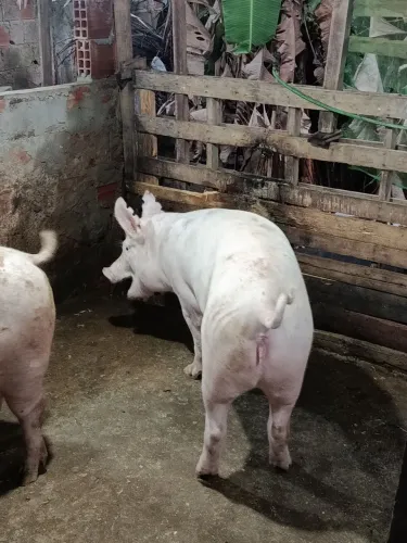 Porcos para venda.