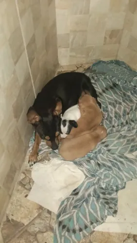 Vende-se filhote de pinscher 