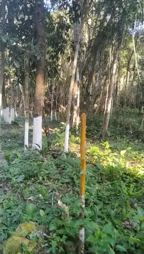 Terrenão TOP p/ chácara -> São 1.000 m² com nascente e rio.