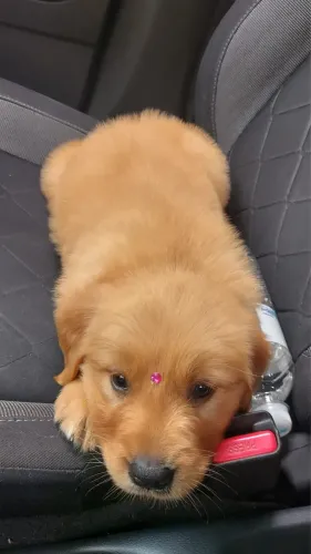 Golden Retriever - Seu Novo Companheiro de Vida