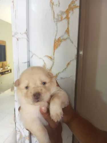 Vendo filhotes de chow chow  