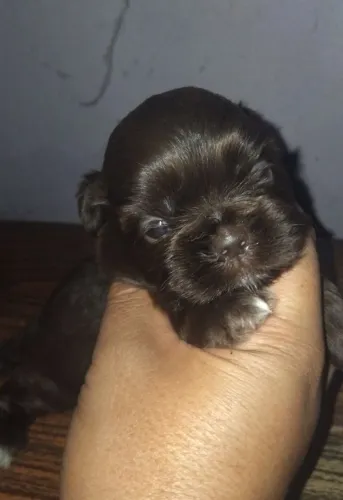 Mini shih tzu macho chocolate 