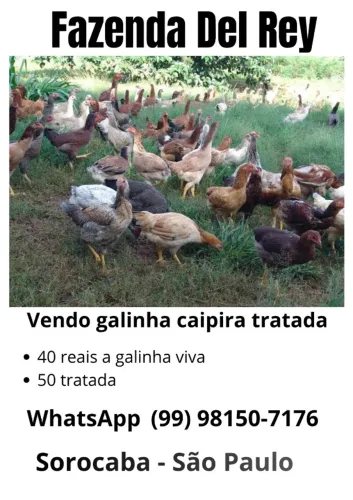 galinha