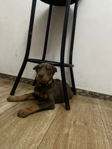 Vende-se filhote de Dobermann Americano