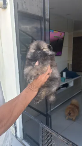 Lindos filhotes de lulu da pomerania