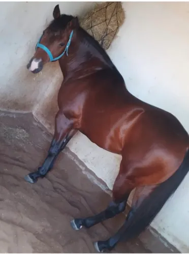 Cavalo inteiro QM puro 