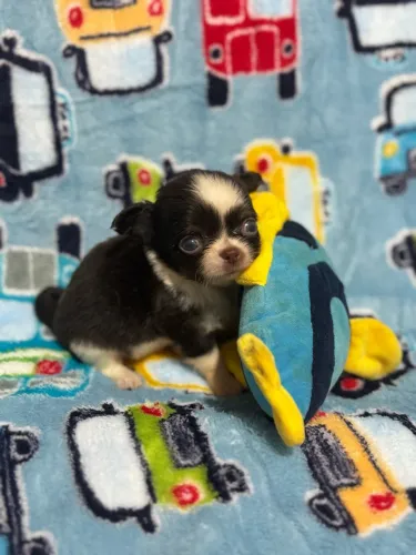 Chihuahua pelo longo branco e chocolate macho