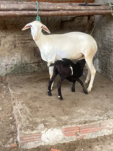 Ovelha 