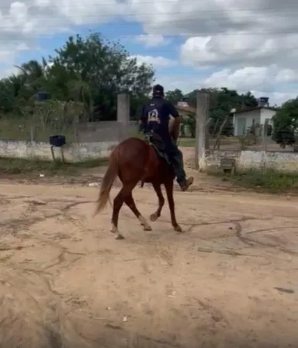 CAVALO 
