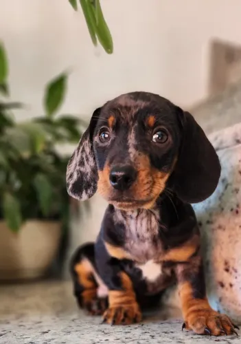 Teckel-Dachshund - Lindos Filhotes Com Pedigree!!