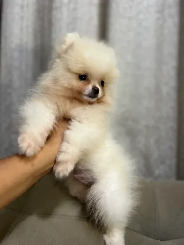 Cachorro