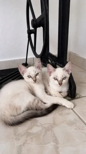 Gatas para adoção