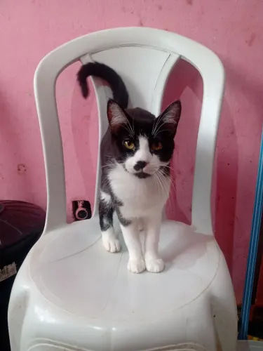 Yunni adoção responsàvel