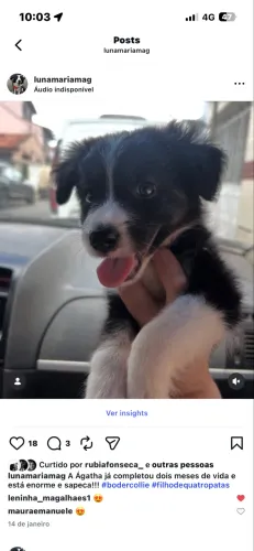 Filhotes Boder Collie
