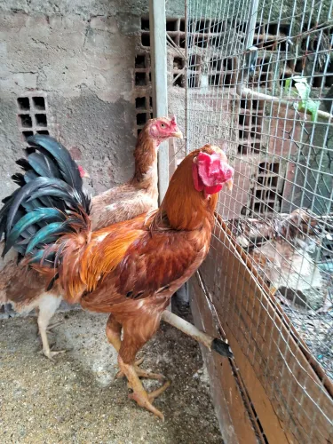 Vendo um galo índio gigante e duas galinha da mesma raça 