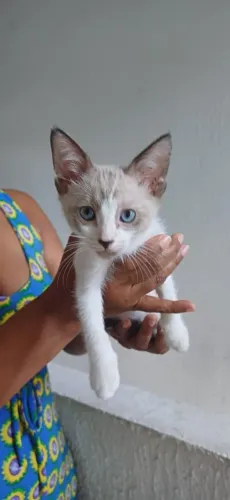 Fêmeas filhotes 2 meses